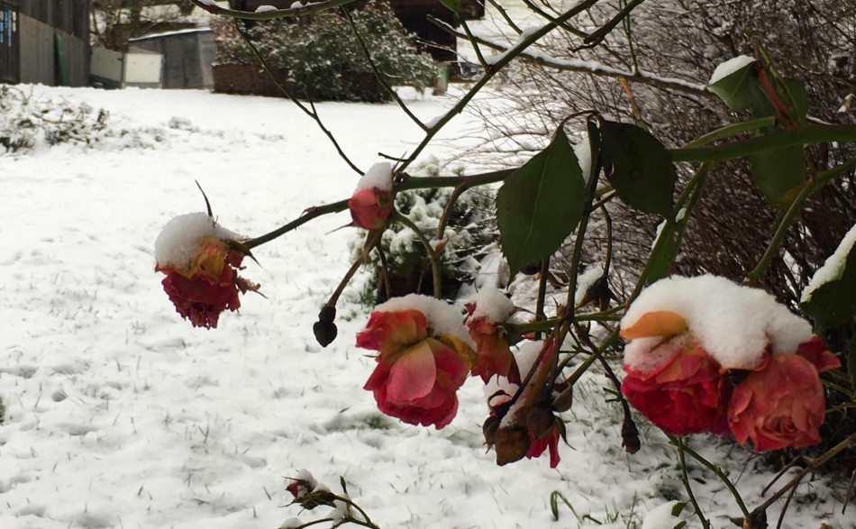 Ein Blumengruß am Froihof im Schnee